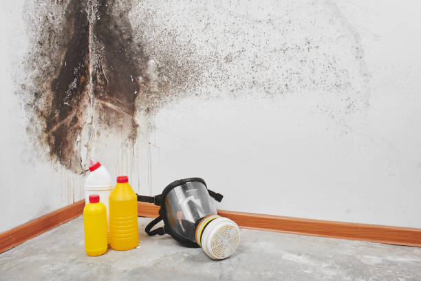 Best White Mold Remediation in Oran, MO