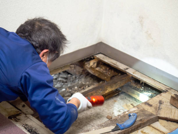 Best Black Mold Remediation in Oran, MO