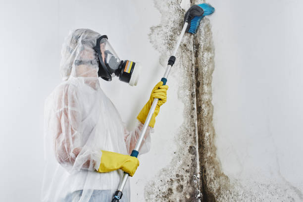 Best Residential Mold Remediation in Oran, MO