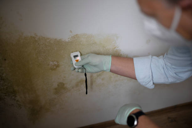 Best Mold Remediation for Specific Building Types in Oran, MO