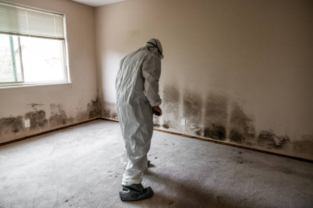 Best Emergency Mold Remediation in Oran, MO