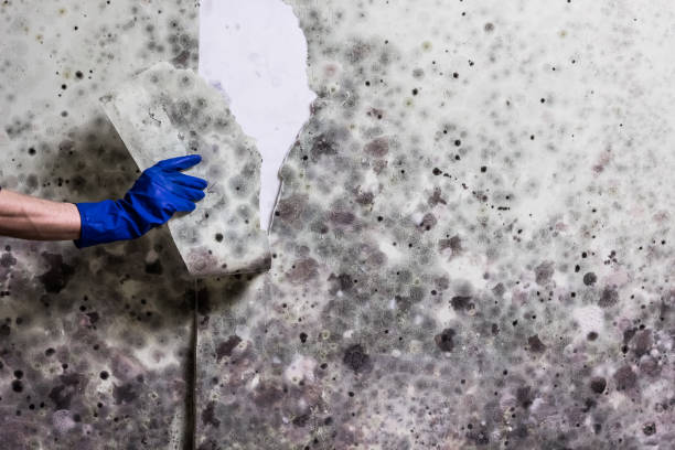 Best White Mold Remediation in Oran, MO