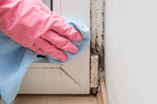 Best Bathroom Mold Remediation in Oran, MO