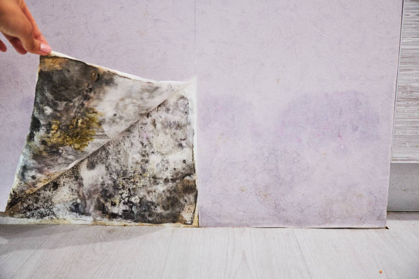 Best Localized Mold Remediation (e.g., coastal areas, humid climates) in Oran, MO